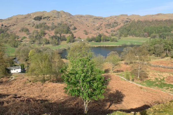 Neaum Crag Estate - Holiday Lodges & Apartments set in Eighteen Acres of pristine Lake District Woodland