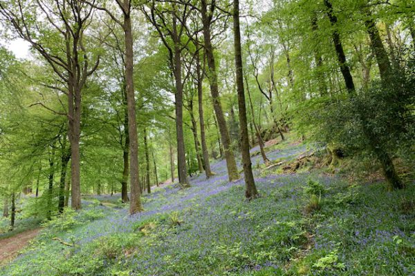 Neaum Crag Estate - Holiday Lodges & Apartments set in Eighteen Acres of pristine Lake District Woodland